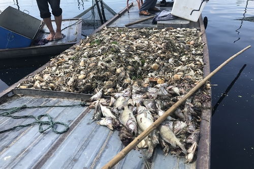 安徽五河沱湖魚蟹死亡事件 水污染之痛與治理之路